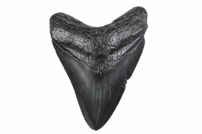 Fossil Megalodon Tooth - South Carolina #370452